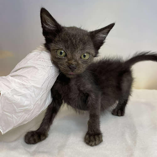 Koty ze schroniska do adopcji Atramencik