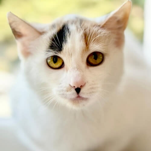 Koty ze schroniska do adopcji Lisa