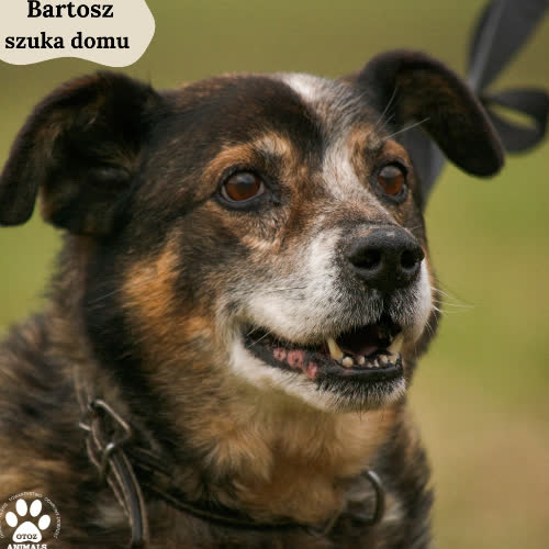 Psy ze schroniska do adopcji Bartosz