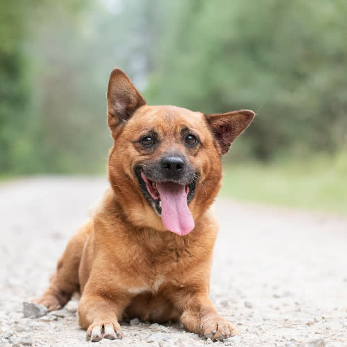 Psy ze schroniska do adopcji Przytulas TOVO