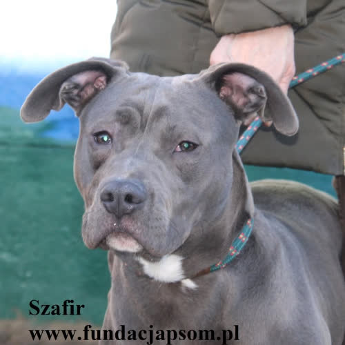 Psy ze schroniska do adopcji Szafir