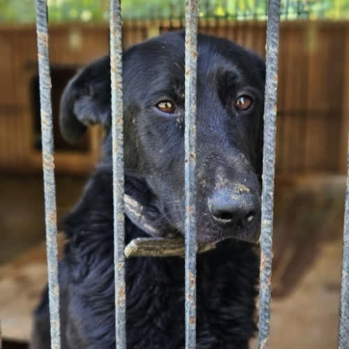 Psy ze schroniska do adopcji Drako