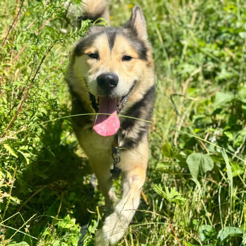 Balto