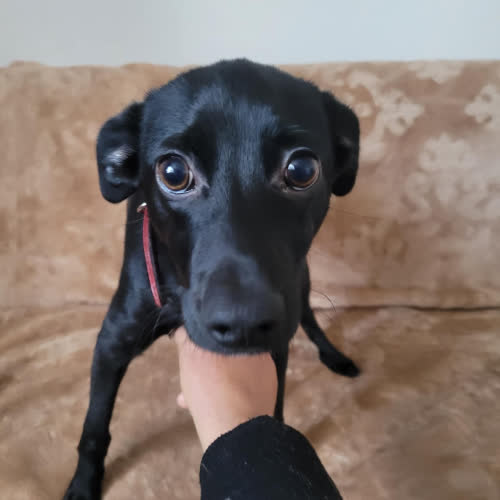 Psy ze schroniska do adopcji Czaruś