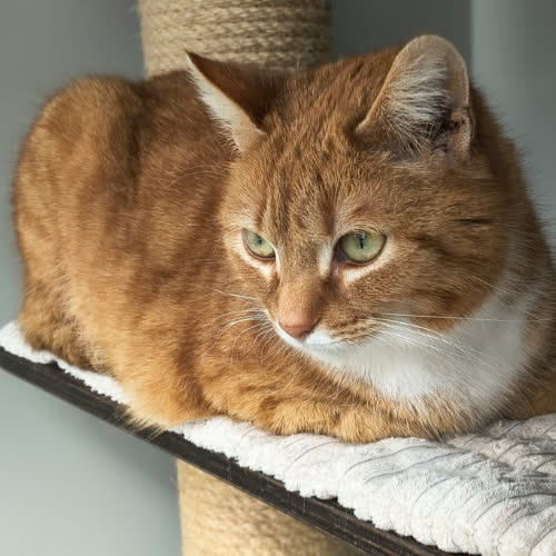 Koty ze schroniska do adopcji Stefania