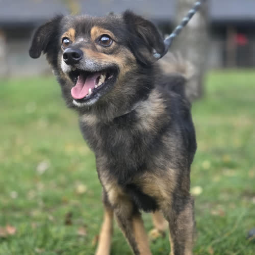 Psy ze schroniska do adopcji Listek 