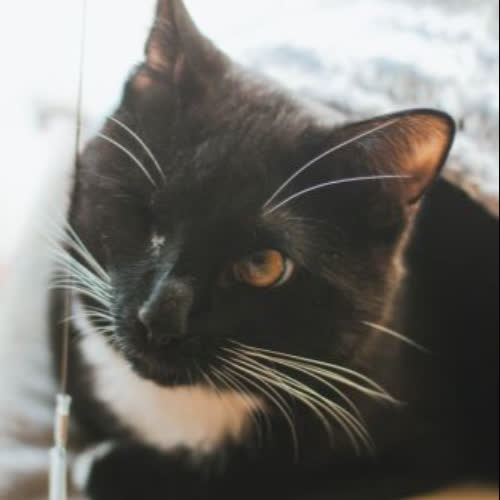 Koty ze schroniska do adopcji Marcepanek