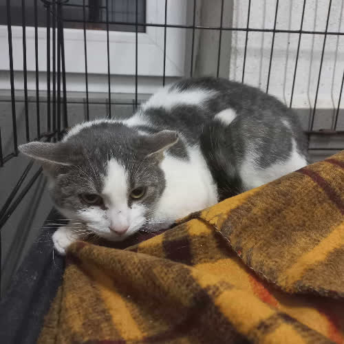 Koty ze schroniska do adopcji A133