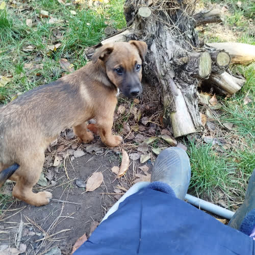 Psy ze schroniska do adopcji Kojo