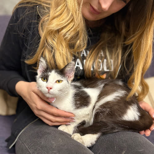 Koty ze schroniska do adopcji Kiki