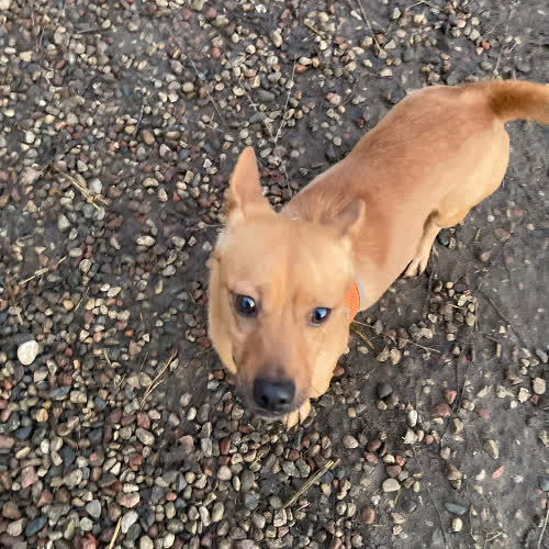 Idol mix Jamnik- 7 kg 