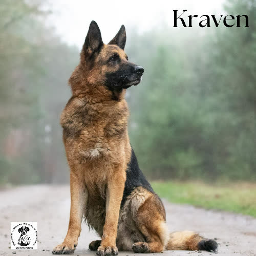 Psy ze schroniska do adopcji Dumny KRAVEN