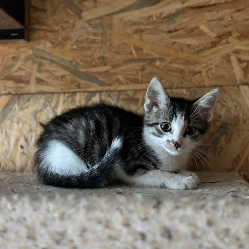 Koty ze schroniska do adopcji Taco