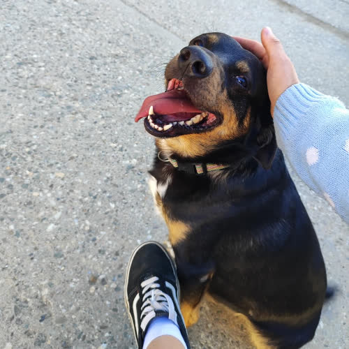 Psy ze schroniska do adopcji Kinder