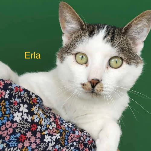 Koty ze schroniska do adopcji Erla