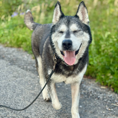 Psy ze schroniska do adopcji Goran