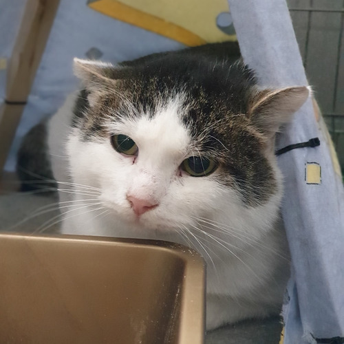 Wiesiek vel ctrzynaście