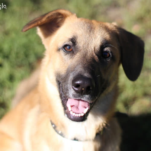 Psy ze schroniska do adopcji Pele