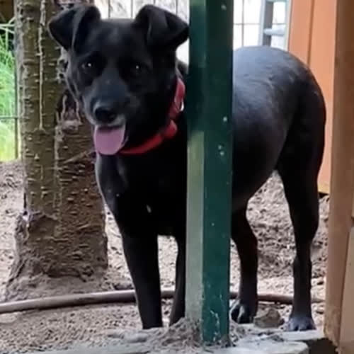 Psy ze schroniska do adopcji Werka