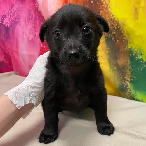 Natan
