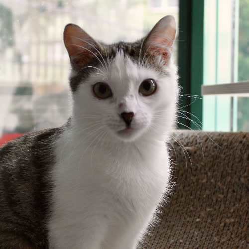 Koty ze schroniska do adopcji Hedwiga