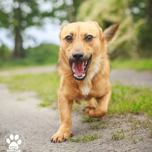 Psy ze schroniska do adopcji Tofik