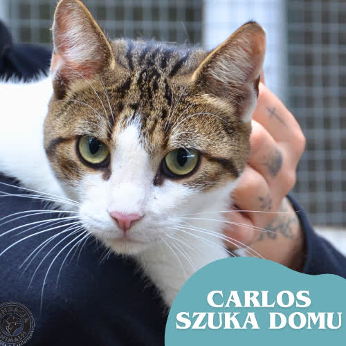 Koty ze schroniska do adopcji CARLOS