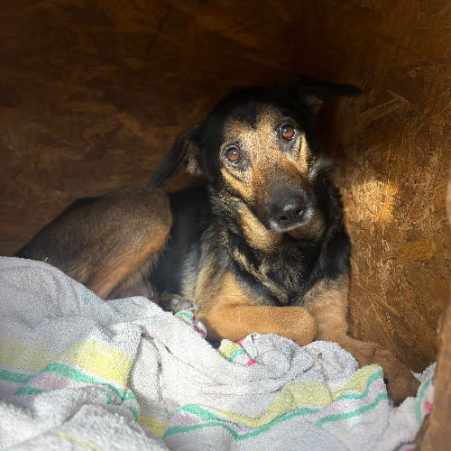 Psy ze schroniska do adopcji Tekla
