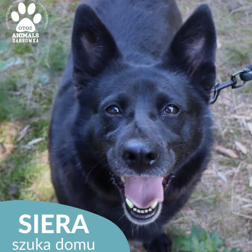 Psy ze schroniska do adopcji Siera