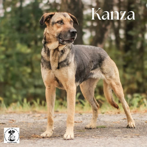 Psy ze schroniska do adopcji Kanza