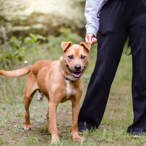 Psy ze schroniska do adopcji Marlon