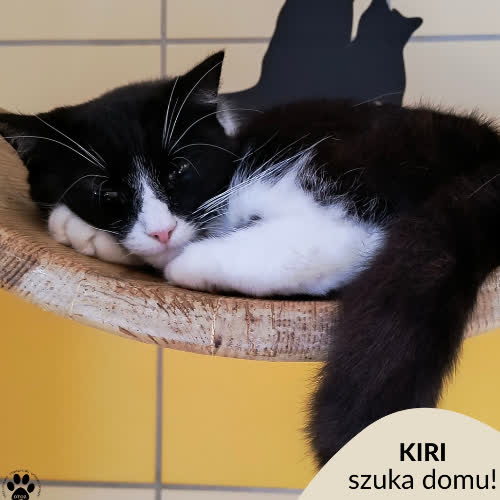 Koty ze schroniska do adopcji Kiri