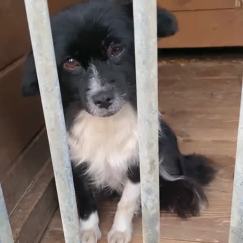 Psy ze schroniska do adopcji Agatka