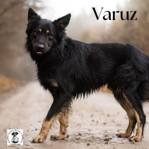 Owczarkowy VARUZ