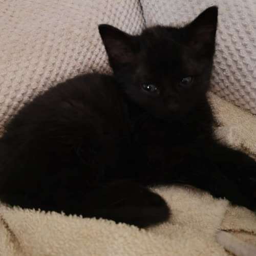 Koty ze schroniska do adopcji Zorro