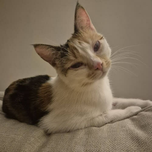 Kira