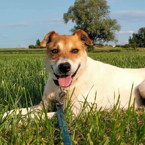 Psy ze schroniska do adopcji Łatek