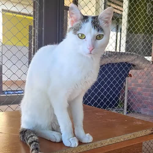 Koty ze schroniska do adopcji Lukas 