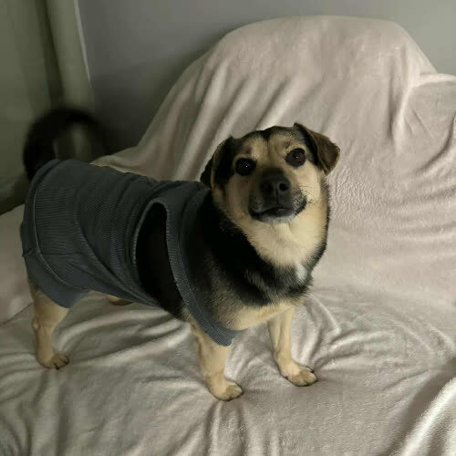 Psy ze schroniska do adopcji Klusek vel Tymek