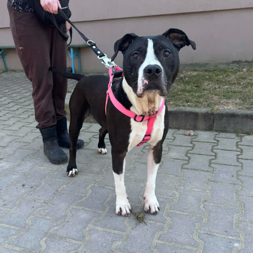 Psy ze schroniska do adopcji Elza