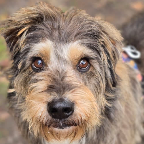 Psy ze schroniska do adopcji Iwo