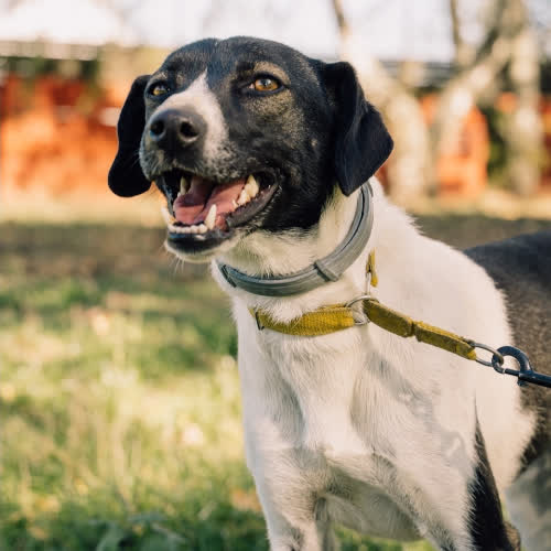 Psy ze schroniska do adopcji Łatka