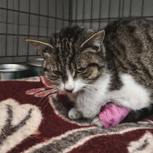 Koty ze schroniska do adopcji B23