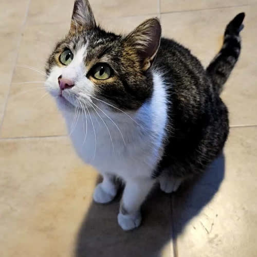 Koty ze schroniska do adopcji Sabina 