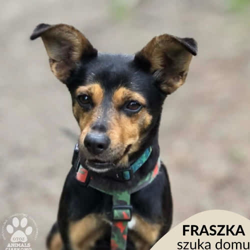 Fraszka