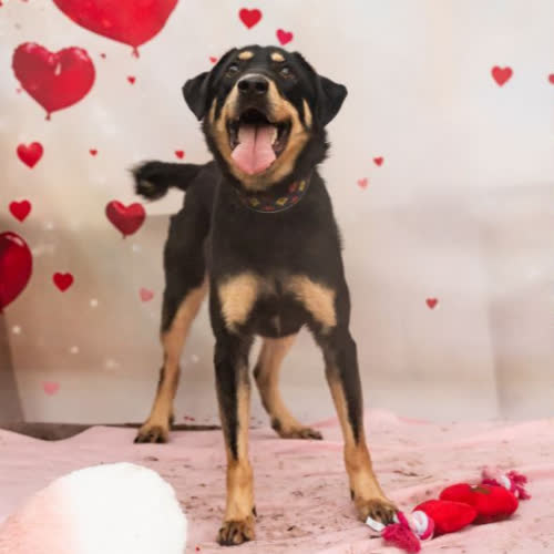 Psy ze schroniska do adopcji Timon