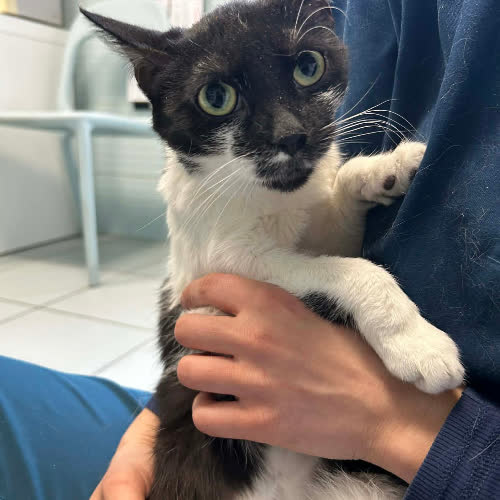 Koty ze schroniska do adopcji Zegarynka 