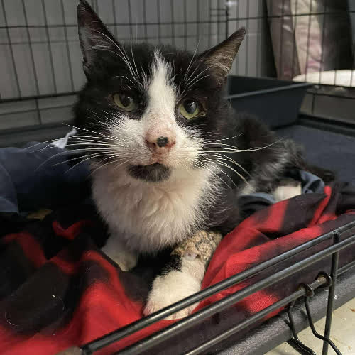 Koty ze schroniska do adopcji Pan Plusik