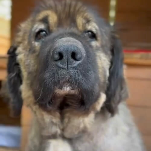 Psy ze schroniska do adopcji Dori