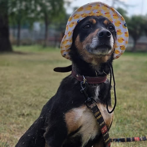 Psy ze schroniska do adopcji Ircha